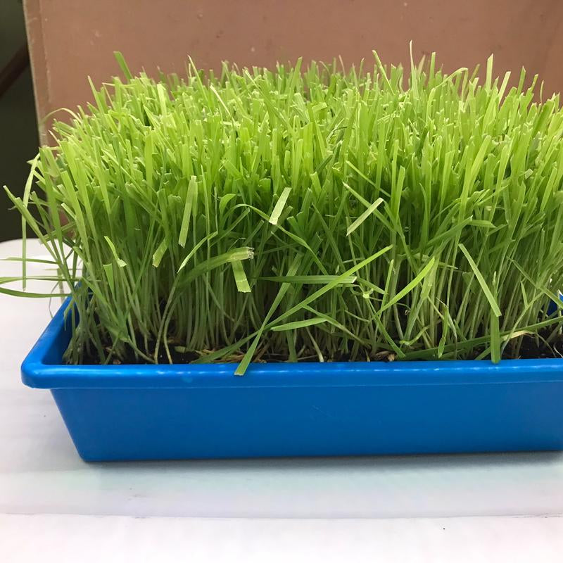 Organic Cat Grass Large Tray - - Perfect for Indoor Use - Eco-Friendly & Safe