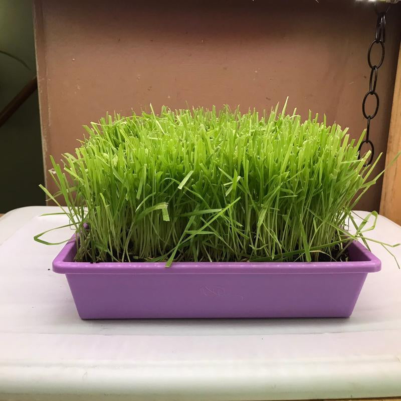 Organic Cat Grass Large Tray - - Perfect for Indoor Use - Eco-Friendly & Safe