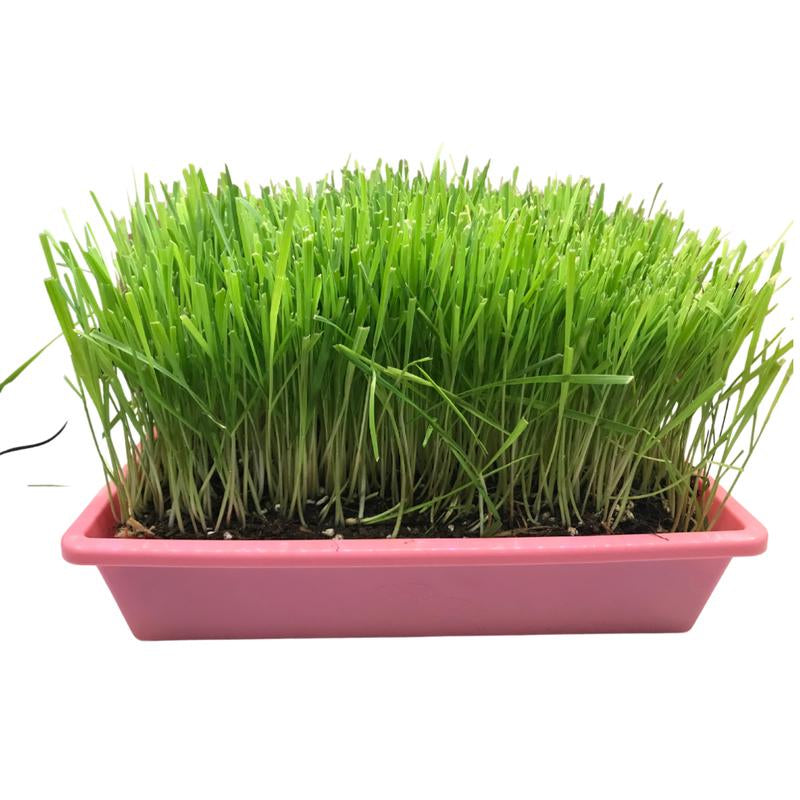 Organic Cat Grass Large Tray - - Perfect for Indoor Use - Eco-Friendly & Safe