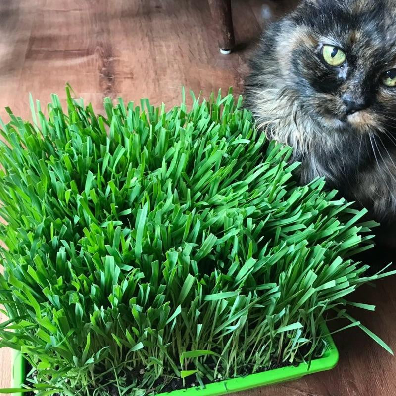 Organic Cat Grass Large Tray - - Perfect for Indoor Use - Eco-Friendly & Safe