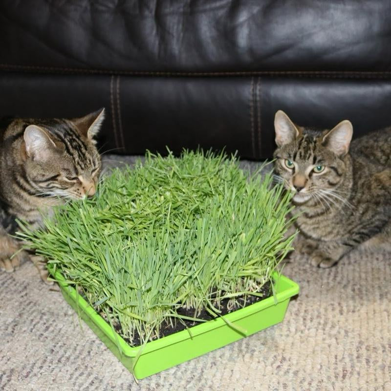 Organic Cat Grass Large Tray - - Perfect for Indoor Use - Eco-Friendly & Safe