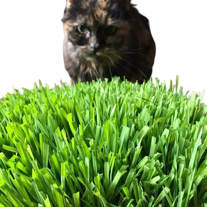 Organic Cat Grass Large Tray - - Perfect for Indoor Use - Eco-Friendly & Safe