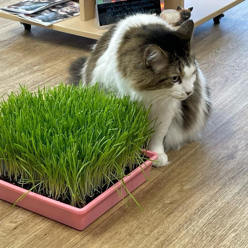 Organic Cat Grass Large Tray - - Perfect for Indoor Use - Eco-Friendly & Safe