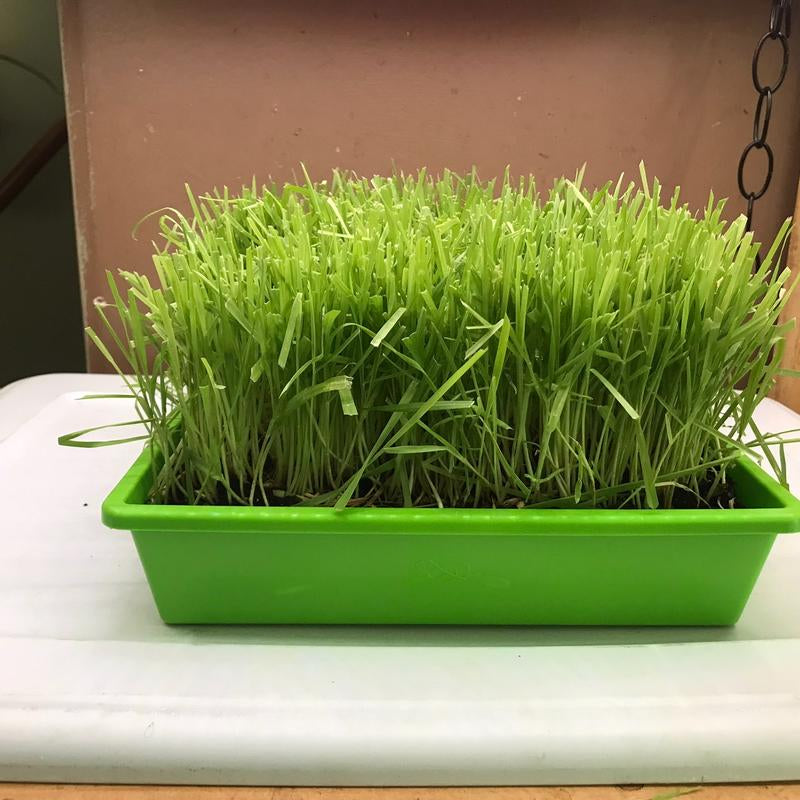 Organic Cat Grass Large Tray - - Perfect for Indoor Use - Eco-Friendly & Safe