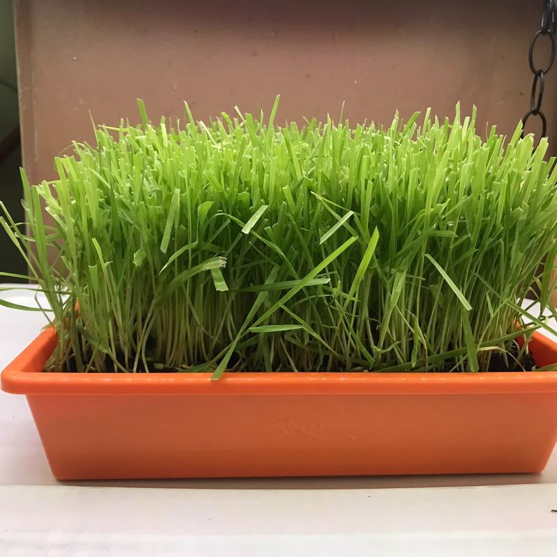 Organic Cat Grass Large Tray - - Perfect for Indoor Use - Eco-Friendly & Safe