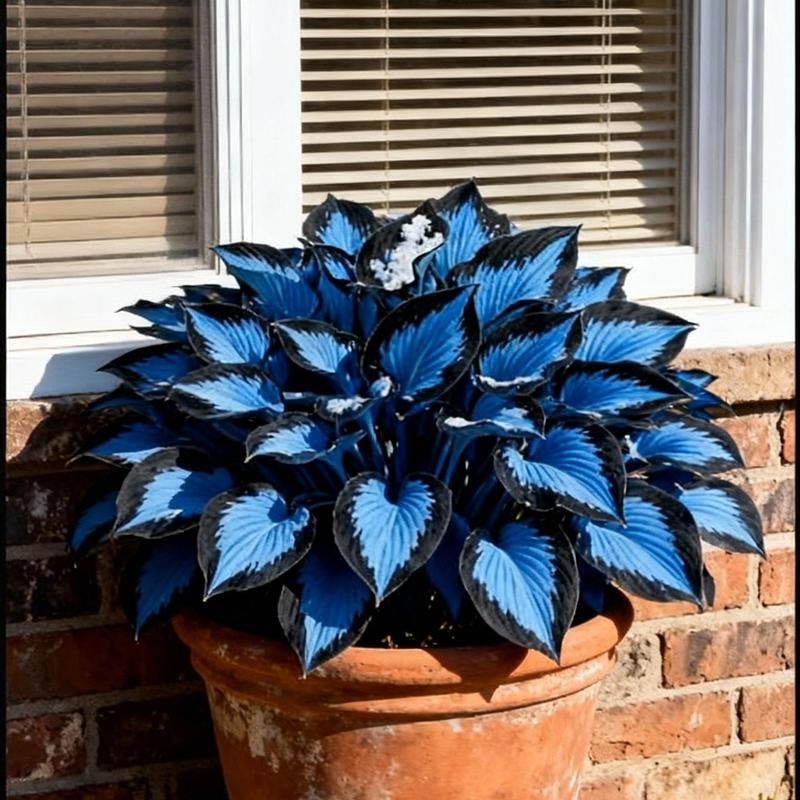 800Pcs Hosta Seeds Perennial Shade Plant for Garden and Yard Usa-Made Non-Gmo with Care Instructions Suitable for All Seasons