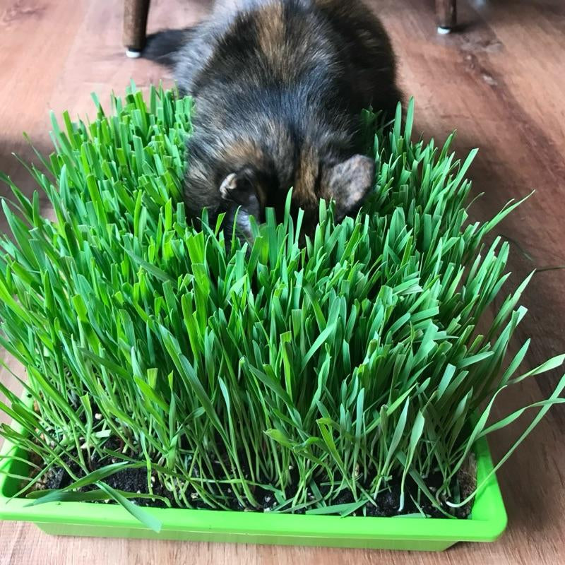 Organic Cat Grass Large Tray - - Perfect for Indoor Use - Eco-Friendly & Safe